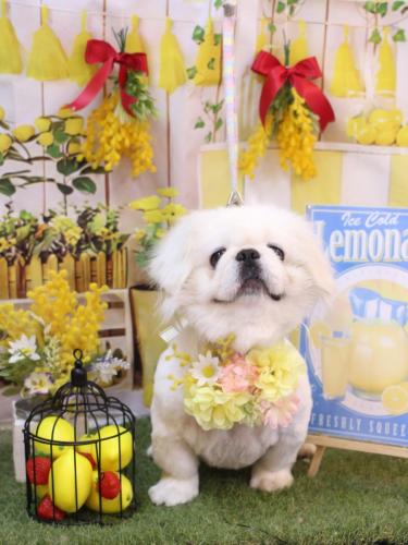 20240430モコくん